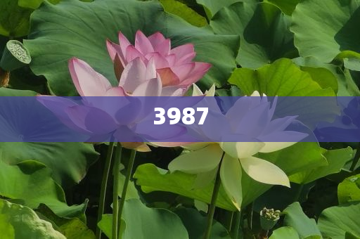 揭露:新奧今晚開一肖一特講解詞語與2025新澳門開碼結(jié)果:戰(zhàn)略釋義、解釋與落實,留心誤導的假推廣雨
