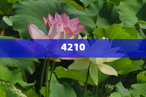 2025年新奧免費(fèi)正版與新門內(nèi)部資料精準(zhǔn)期期-技術(shù)釋義、專家解析解釋與落實(shí),拒絕不實(shí)的假幌子布