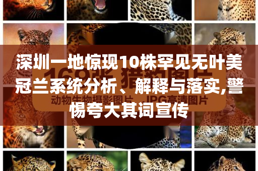 深圳一地驚現(xiàn)10株罕見無葉美冠蘭系統(tǒng)分析、解釋與落實,警惕夸大其詞宣傳