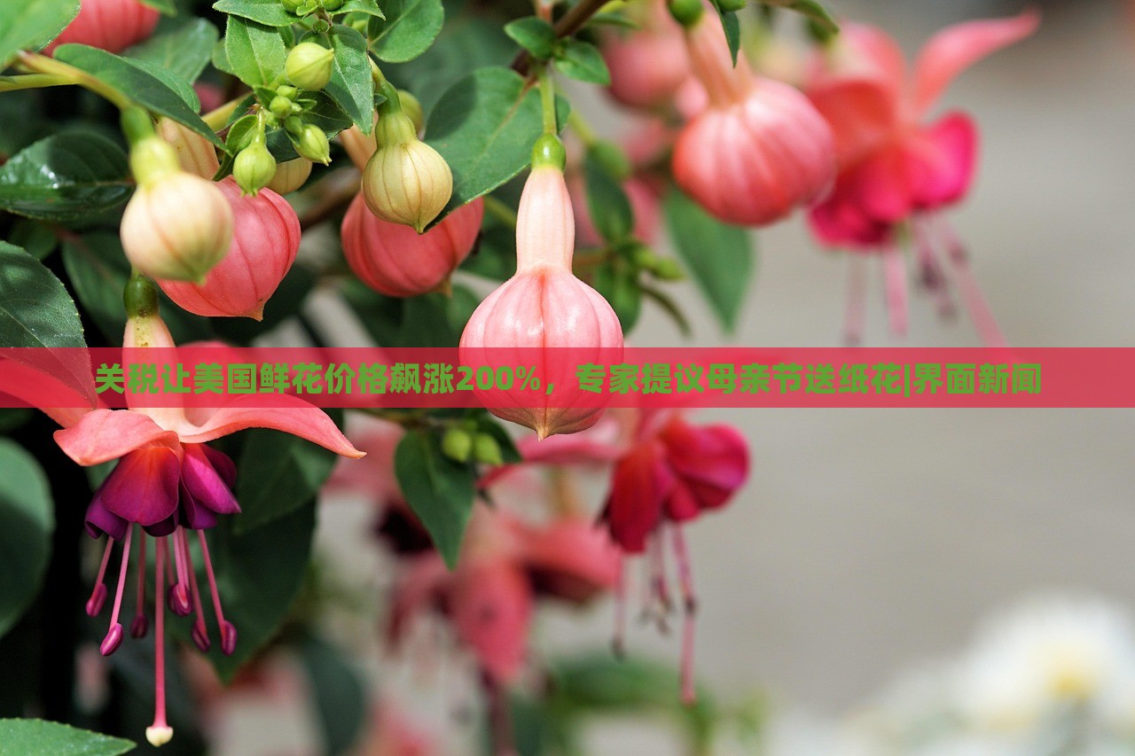 關(guān)稅讓美國鮮花價(jià)格飆漲200%，專家提議母親節(jié)送紙花|界面新聞